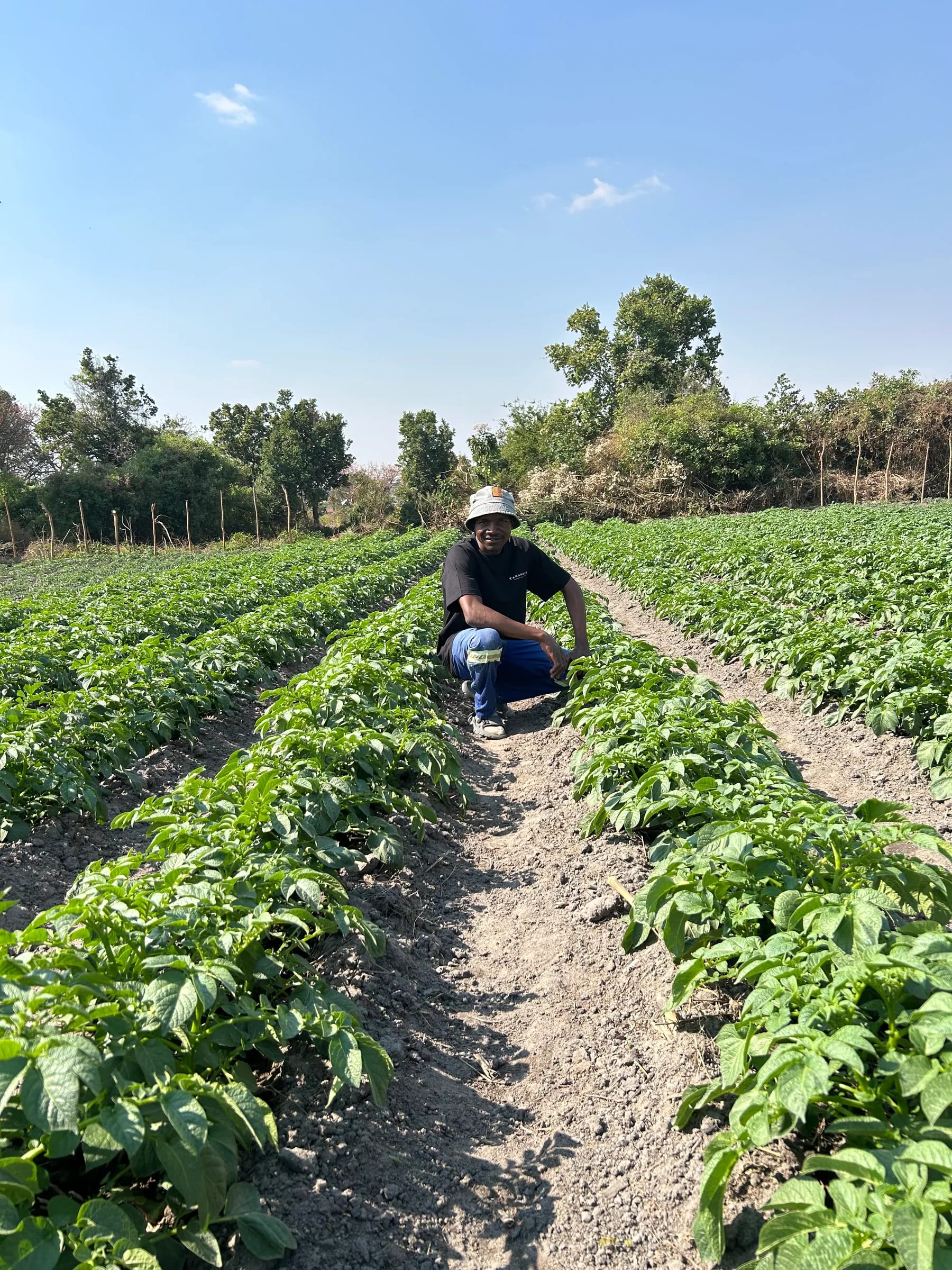 FarmView team member inspecting potato plants from within the field