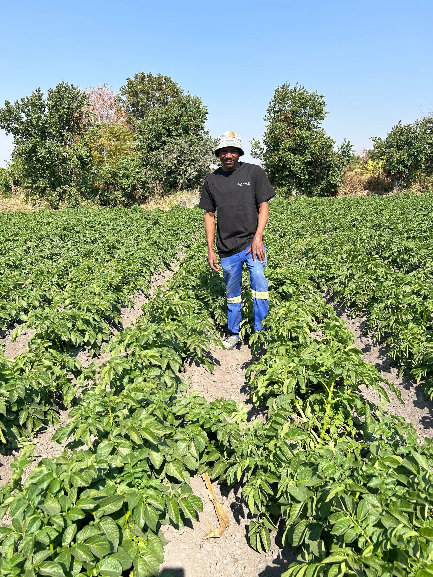 A FarmView team member reviewing the active potato crop