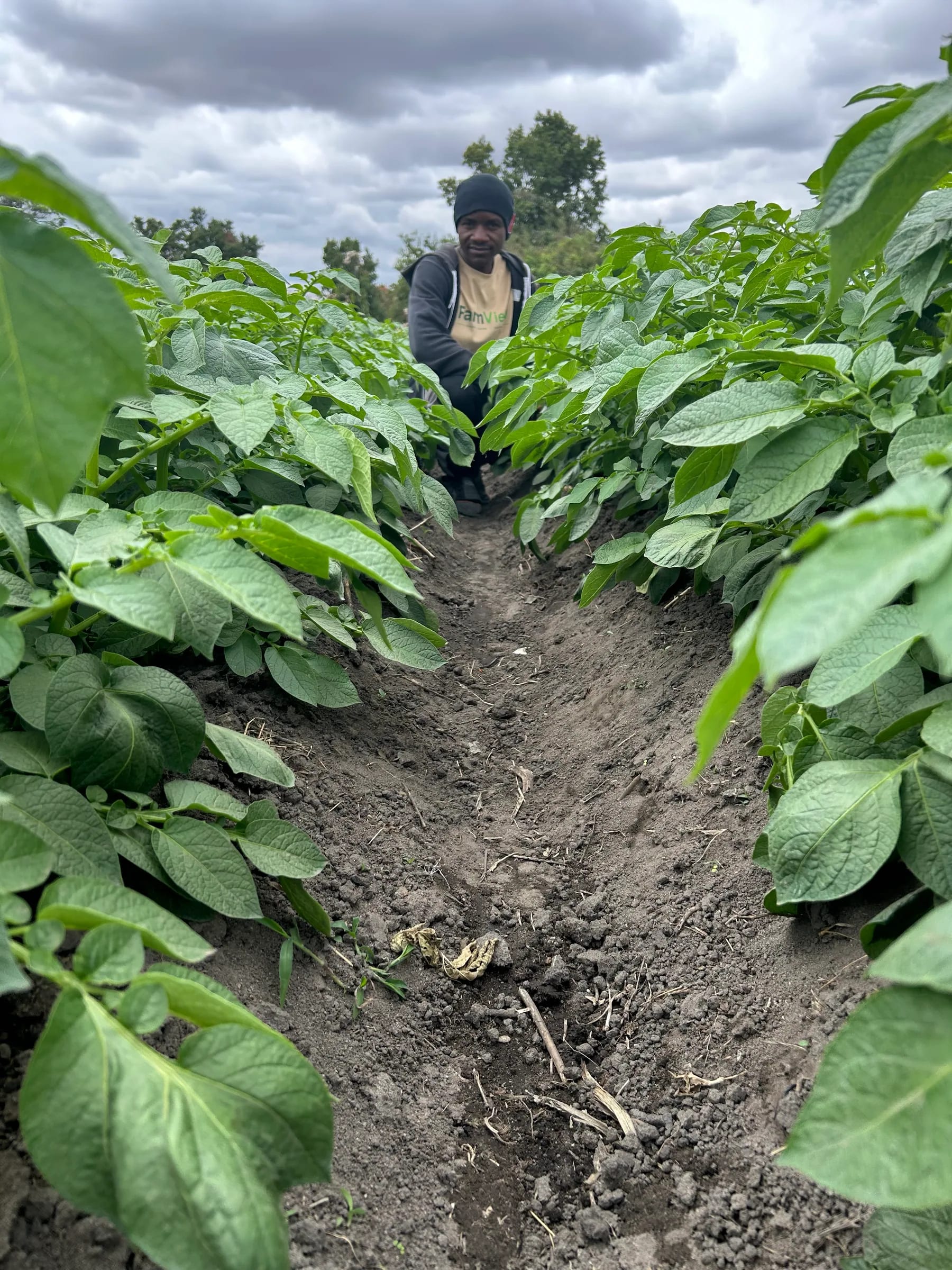 FarmView team member checking plants between dense potato rows