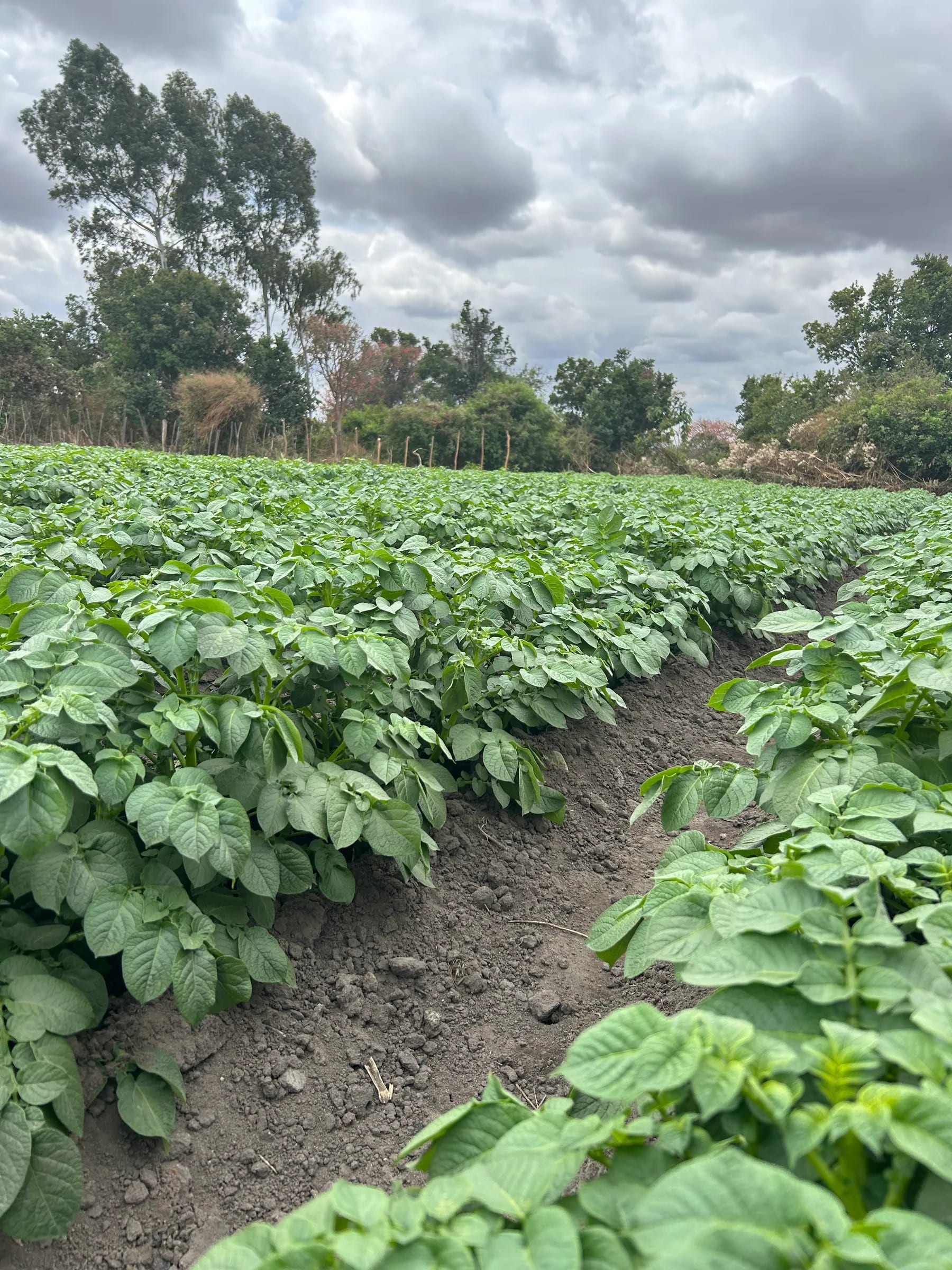 Established potato rows stretching across the field under a cloudy sky