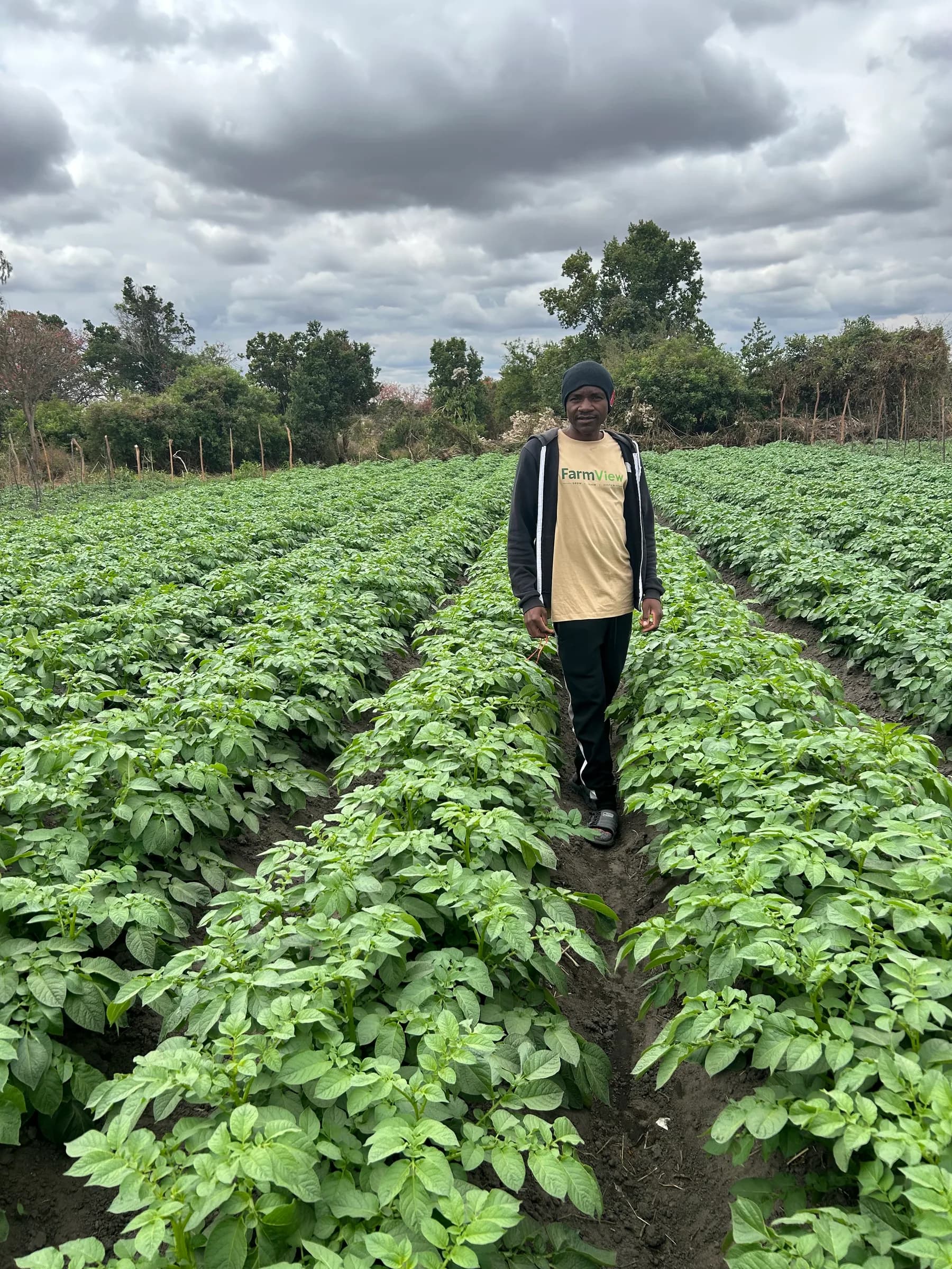 A FarmView team member standing in the growing potato field