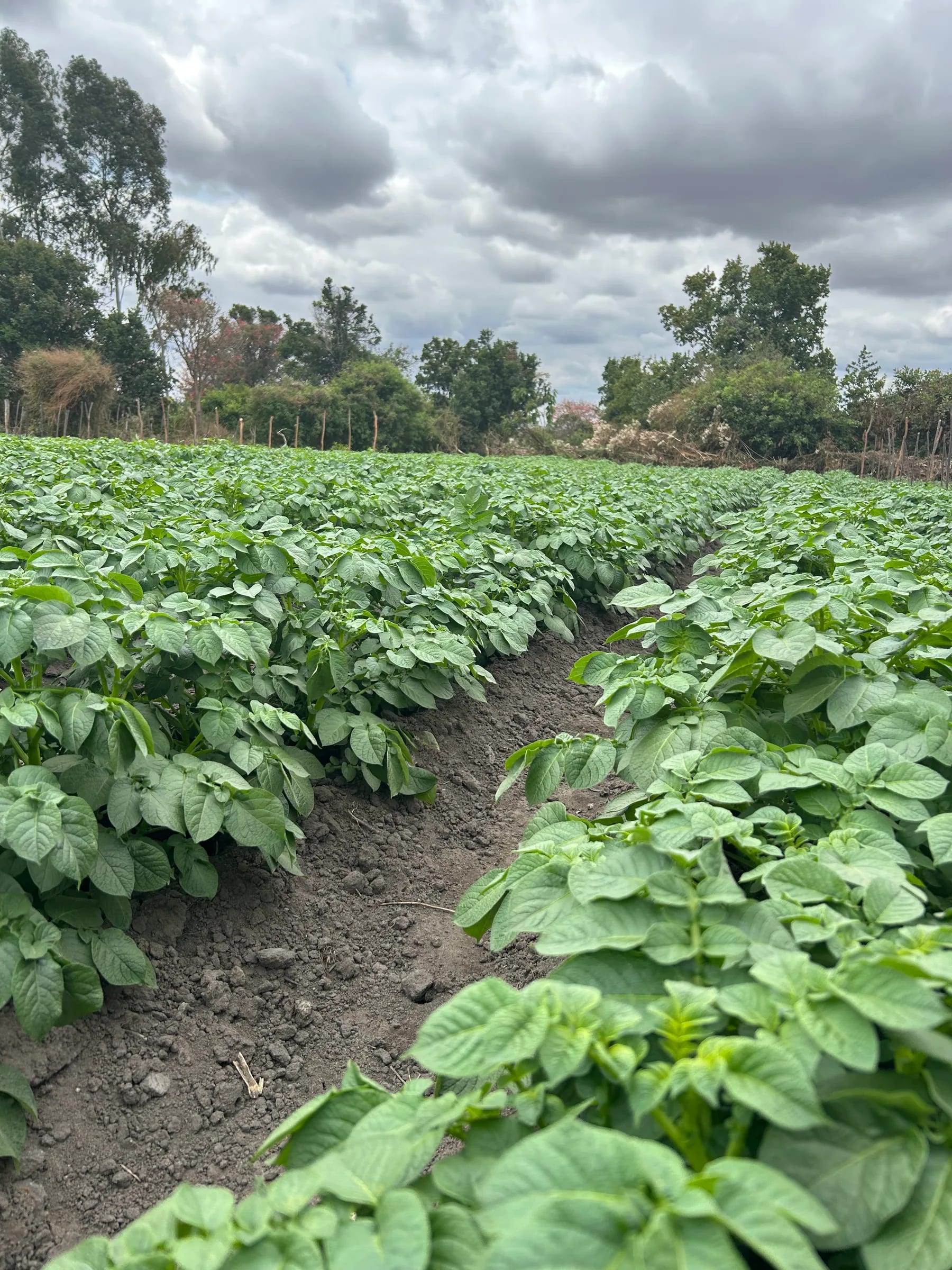 Healthy potato rows under a cloudy sky