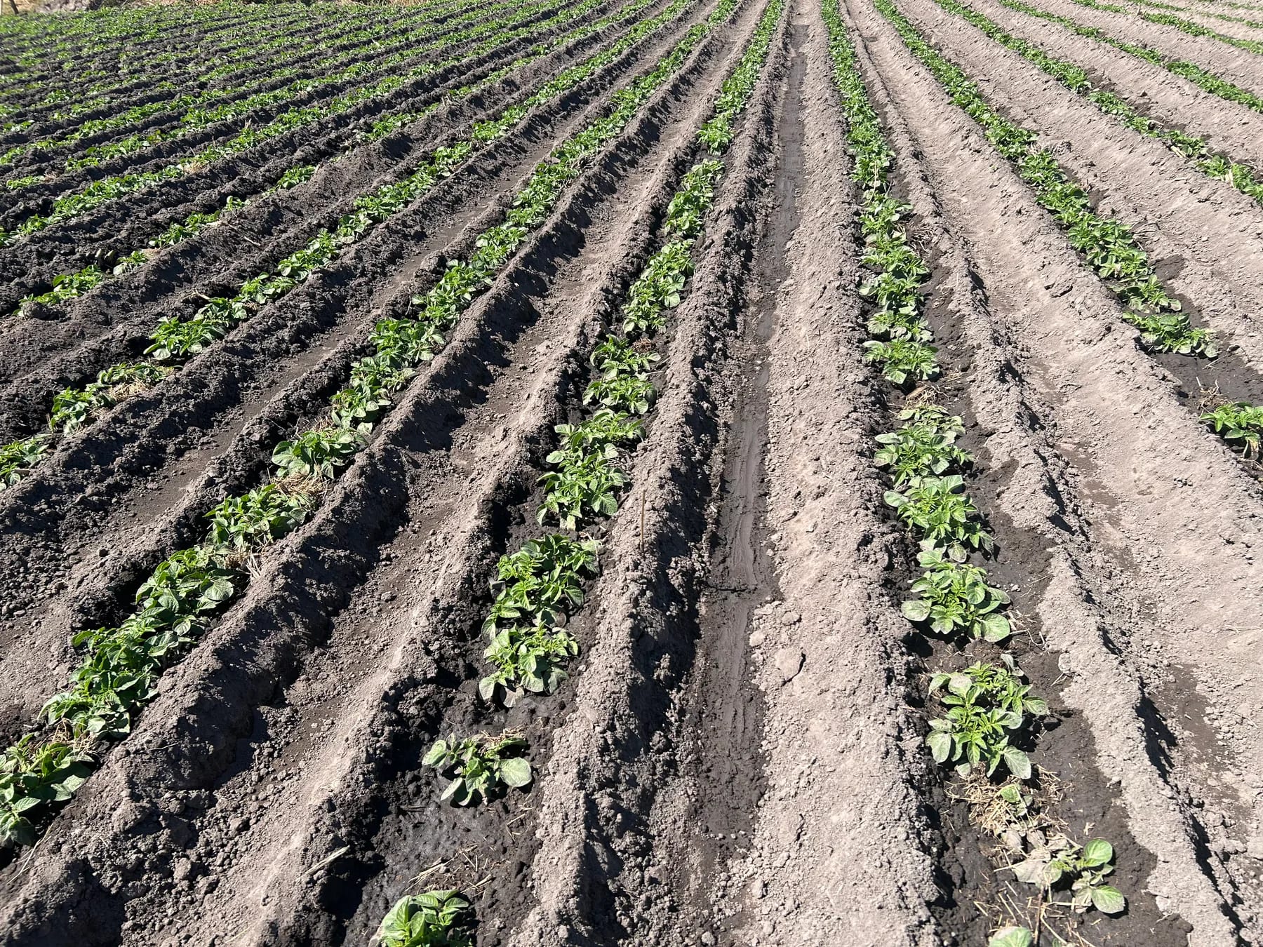 Young potato plants emerging along shaped ridges